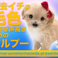 【 マルプー 】過去イチの毛色！の呼び声高き金色の女の子のご紹介！