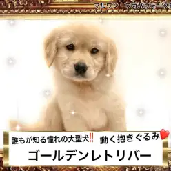 【 ゴールデンレトリバー 】動く抱きぐるみ憧れ大型犬パピーちゃん