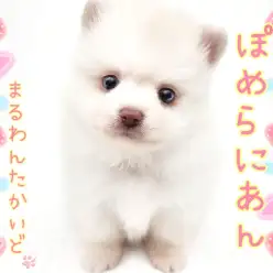 【 ポメラニアン 】圧倒的可愛さのマズル短めで毛量多めな白たぬきポメがやってきた