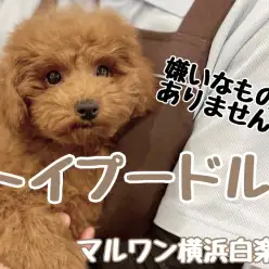 【 トイ・プードル 】遊びも人も大好きに！濃厚レッドガールの成長記録