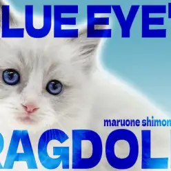 【 ラグドール 】変わることのない澄んだ青い瞳と、可愛すぎる姿に沼る人続出中！