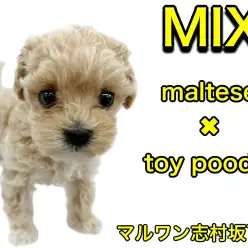 【 マルチーズ×トイプードル 】ミニマムサイズのプリンセスマルプーちゃん登場！