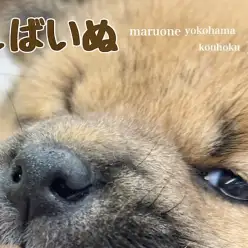 【 柴犬 】目指せ!大和撫子!むちころボディの柴子さん
