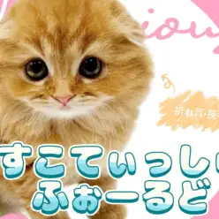 【 スコティッシュフォールド 】可愛さと癒しを詰め込んだプレミアムキャット!