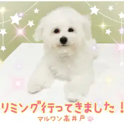 【 ビションフリーゼ 】トリミングでスッキリ！白いふわふわな毛の丸い頭が可愛い！