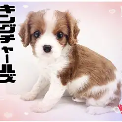 【 キャバリア 】ブレンハイムの子犬ちゃん！甘えんぼうちゃんと暮らしたい方必見！