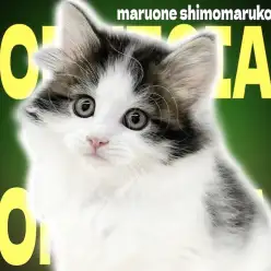 【 ノルウェージャン 】可愛く、カッコよく、無邪気な性格は猫界のモテすぎる伊達男