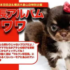 【 チワワ 】お昼寝スタイルが超個性的！チョコタンカラーの眠り姫の成長日記