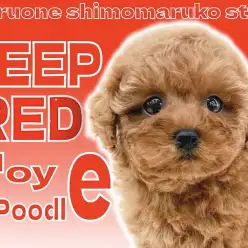 【 トイプードル 】愛され犬代表!毛量もバランスも最高レベルの逸材現る!