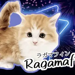【 ラガマフィン 】お手入れ等各種トレーニング完了！超絶可愛いにゃんこのご紹介！