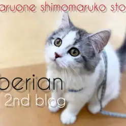 【 サイベリアン 】遊びもお手入れも大好き！美猫への道を歩む2ndブログ！