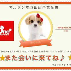 【 卒業記念 】キャバションちゃん卒業おめでとう！スタッフママよりお祝いの言葉〜卒業ブログ〜