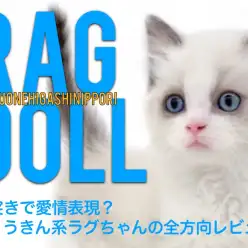 【 ラグドール 】頭突きで愛情表現？ひょうきん系ラグちゃんの全方向レビュー！