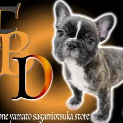 【 フレンチブルドッグ 】ブリンドルカラーのぶちゃカワ短頭種！飼い方のコツを紹介
