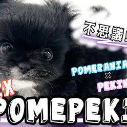 【 MIX 】不思議な可愛さの癒し系MIX！ポメペキちゃん！