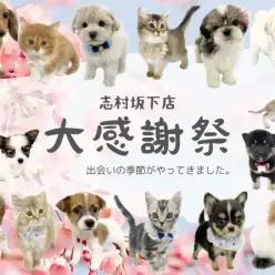 【 大感謝祭 】春の大感謝祭開催中！志村坂下店のワンちゃんネコちゃん全頭ご紹介！