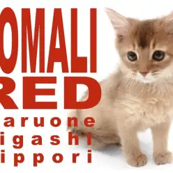 【 ソマリ 】朝陽のような赤い被毛からエネルギーをビンビン放つサンライズキャット