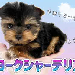 【 ヨークシャーテリア 】小さな身体に賢さと可愛さを詰め込んだヨーキーちゃん！