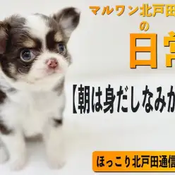 【 ほっこり北戸田通信 Vol.2 】朝は身だしなみから