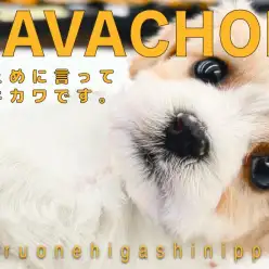 【 MIX キャバション 】奇跡のハーフわんこ!超希少なブレンハイム男子!