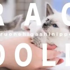 【 ラグドール 】青い瞳の困り顔にゃんこ？見つめられる私も困り顔？