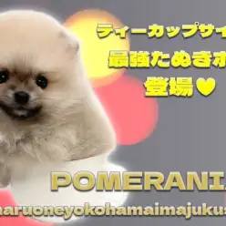 【 ポメラニアン 】生後2ヶ月で552g！ティーカップサイズの爆毛たぬきポメ登場