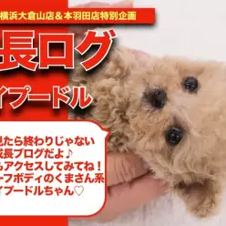 【 アプリちゃんの成長アルバム 】注目ポイント多し！！ド短足アプリちゃんの成長記！