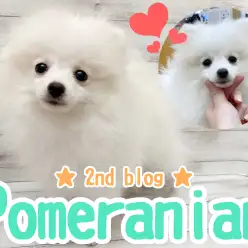 【 ポメラニアン 】換毛期なのに抜群の毛量！抜け毛予防のブラシも得意な白ポメ！