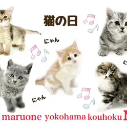 【 お役立て情報 】にゃんにゃんにゃん！猫の日！港北NT店の可愛い在籍猫さん