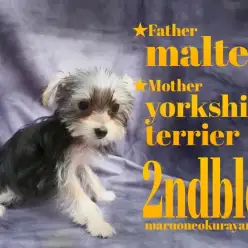 【 マルキー 】動く宝石×白い天使のマルキーちゃんの2ndブログ！