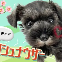 【 ミニチュアシュナウザー 】根強い人気と圧倒的可愛さを兼ね揃えるシュナちゃん！