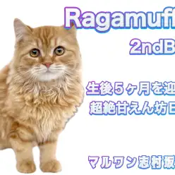 【 ラガマフィン 】お留守番もOK!生後5ヶ月の超フレンドリーな温厚BOY!