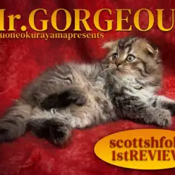 【 スコティッシュフォールド 】ゴージャスとエレガントのダブルインパクトボーイ！
