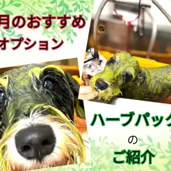 【 元町トリミング 】ハーブパックで綺麗さっぱり！春を迎える準備をしよう！