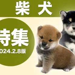 【 柴犬特集 】2/8現在在店中の和犬を代表する全店舗の柴犬ちゃんをご紹介！