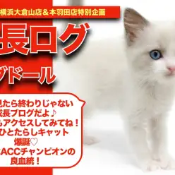 【 ラグちゃんの成長アルバム 】天然人たらしキャット！ラグちゃんの成長記！