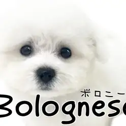 【 ボロニーズ 】ピュアホワイトなわたあめわんこ！