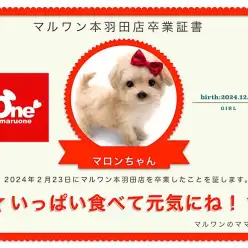 【卒業記念】マロンちゃん卒業おめでとう！スタッフママよりお祝いの言葉〜卒業ブログ〜