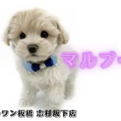 【 MIX犬 】マルチーズとトイプードルを両親に持つ毛量たっぷりのおっとりボーイ