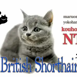 【 ブリティッシュショートヘア 】キリッとしたお顔立ちの甘えんBOY