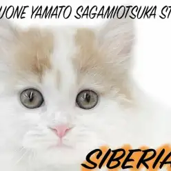 【 サイベリアン 】猫じゃらしをマイクに見立てて遊ぶ姿はまるでシャウトシンガー？