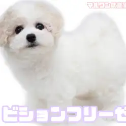 【 ビションフリーゼ 】キャバションをも凌駕するレアカラーの目ヂカラ最強の女の子