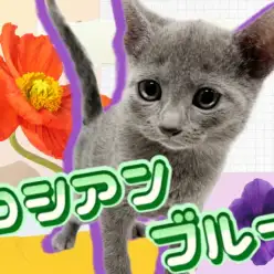 【 ロシアンブルー 】クールな見た目を覆す、甘えん坊なロシブルちゃん！