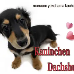 【 カニンヘンダックスフント 】NT店のへそ天王子の生後3ヶ月の今