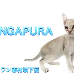 【 シンガプーラ 】猫界の妖精！世界最小の甘えん坊な男の子をご紹介！