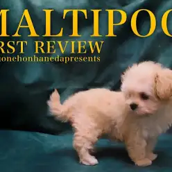 【 MIX 】春を彩るアプリコットカラーに包まれた妹感満載のマルプーちゃん