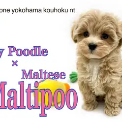 【 ミックス犬 】テディベアみたいなミックス犬、マルプーの女の子