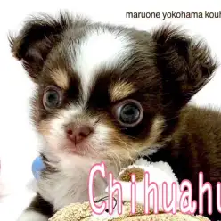 【 チワワ 】パーフェクトガール！濃厚チョコレートカラーのミニマムチワワちゃん