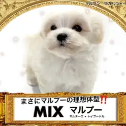 【 MIX 】理想的な体型！マルチーズとトイプーのいいとこどりMIXちゃん
