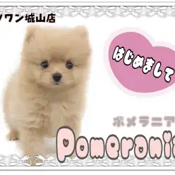 【 ポメラニアン 】王道オレンジ!お留守番上手な手のひらサイズのたぬポメ登場!